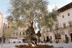 Plaza de Cort: Majorca’s Heart