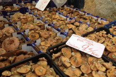 A great mushroom fair