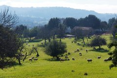 El tesoro de Campanet