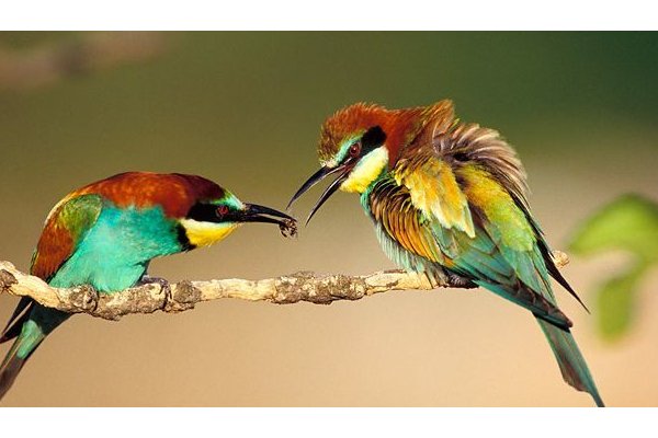 Mallorca to watch birds
